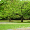 ネモフィラ公園、にて。