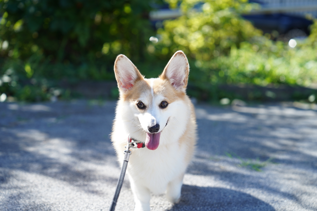 良き天気、にて。