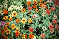 秋の頃、にて。