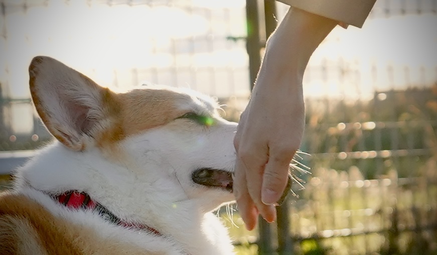 ママの手、にて。