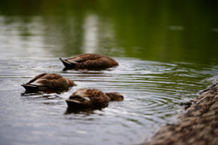 ネモフィラ公園、にて。