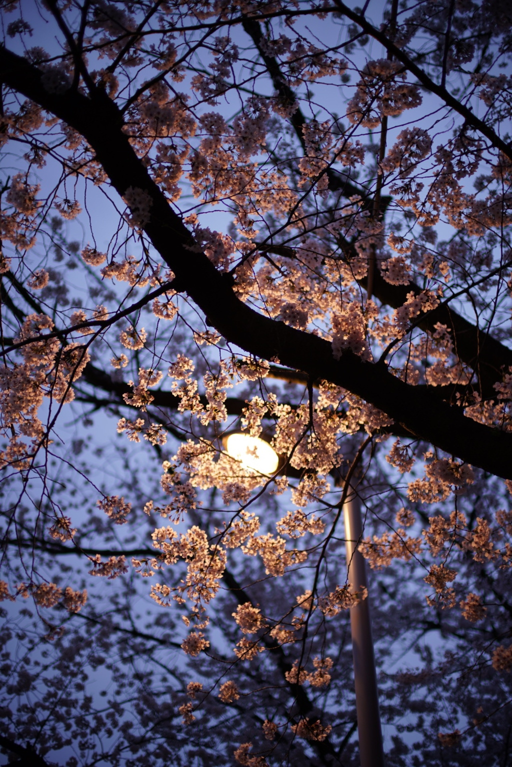 桜歩道にて。