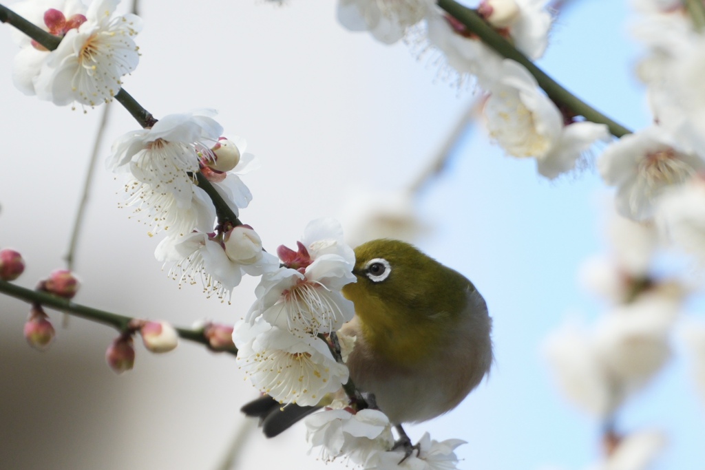 ちゅーちゅー、にて。