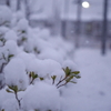 雪さんぽにて