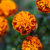 オレンジ色の花、にて。