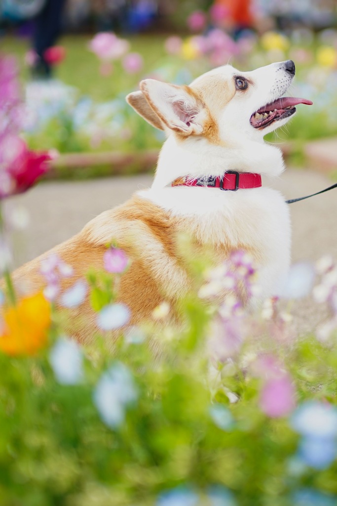 春の休日、にて。