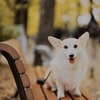 イチョウ並木、にて。