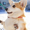 雪さんぽにて