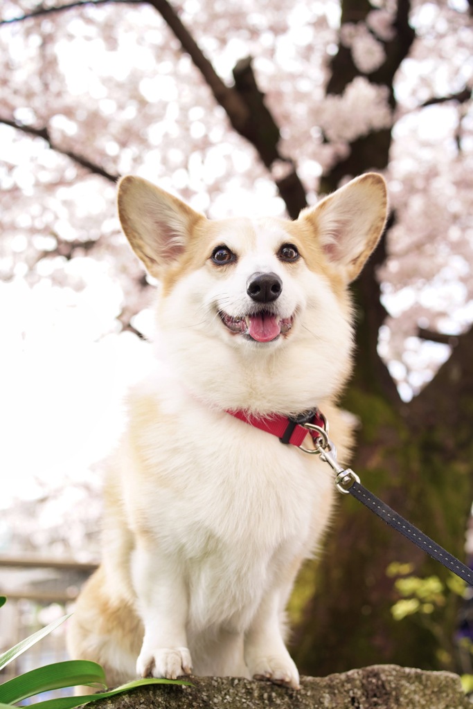 桜の木前、にて。