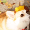 葉っぱにて