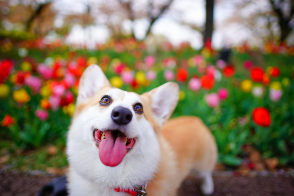 チューリップ公園、にて。