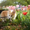 春の休日、にて。