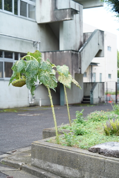 散歩スナップ、にて。