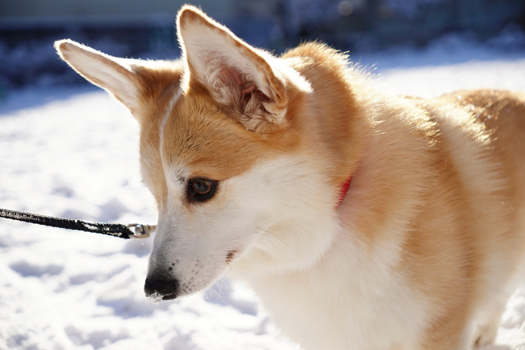 雪さんぽにて