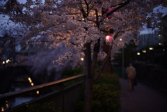 桜歩道にて。