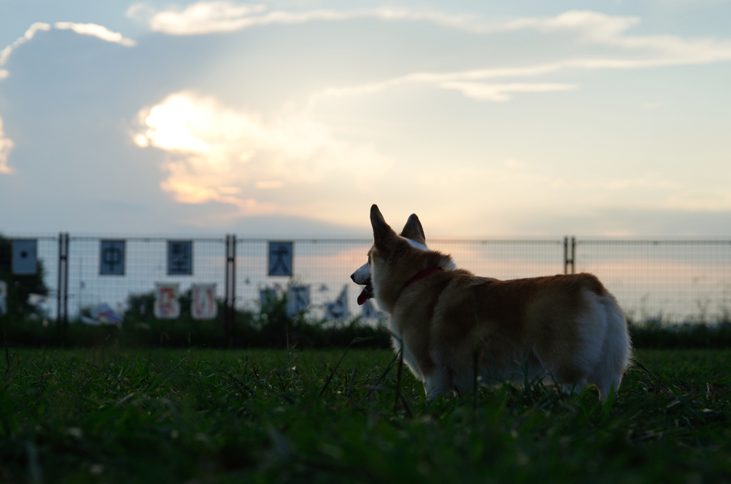 夕日、にて。