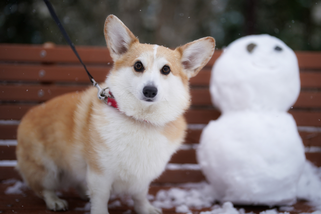 雪の仲良し、にて。