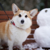 雪の仲良し、にて。