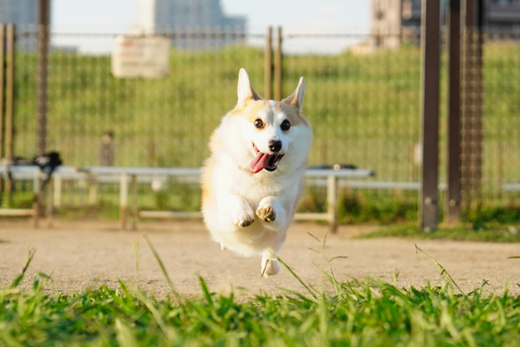 久々のドッグラン…にて。