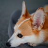 遊んでくれない、にて。