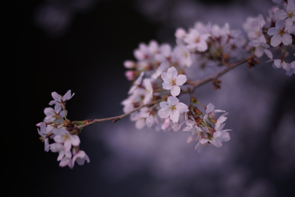 桜歩道にて。