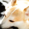 お寝坊さん、にて。