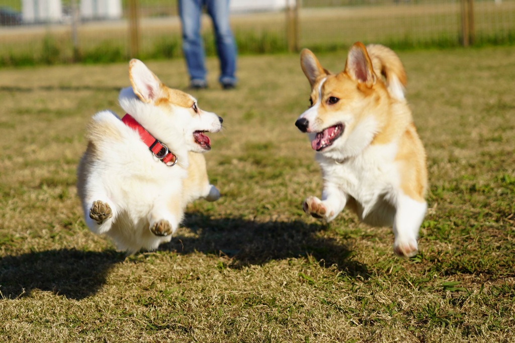 ドッグランにて