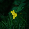 夕さんぽ、にて。