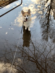 水たまりにて