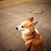 ネモフィラ公園、にて。