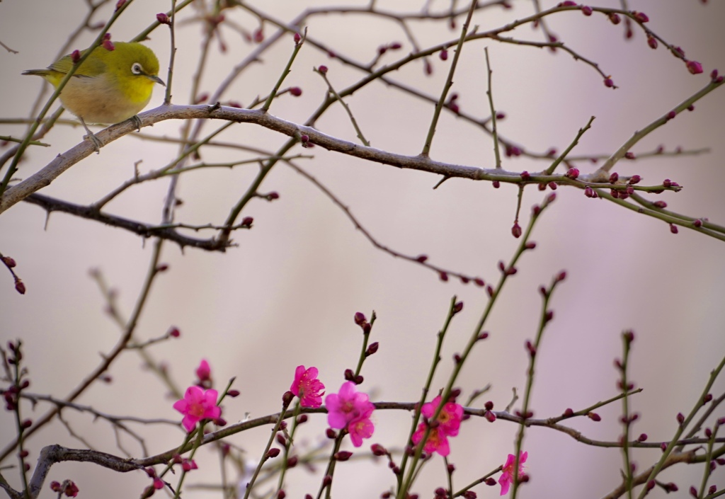 お花見、にて。