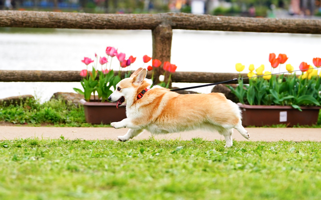 チューリップ公園、にて。