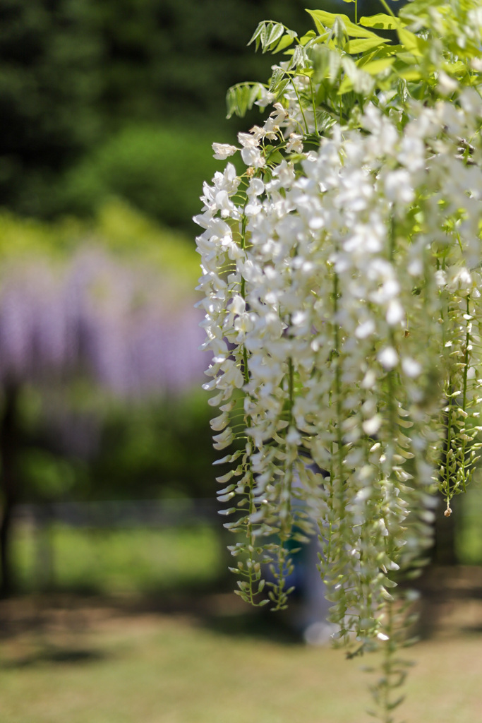 白井大町藤公園