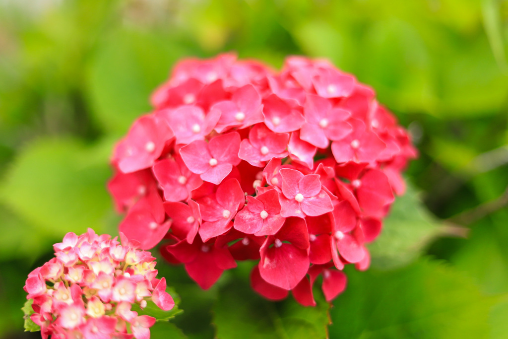 ご近所の紫陽花