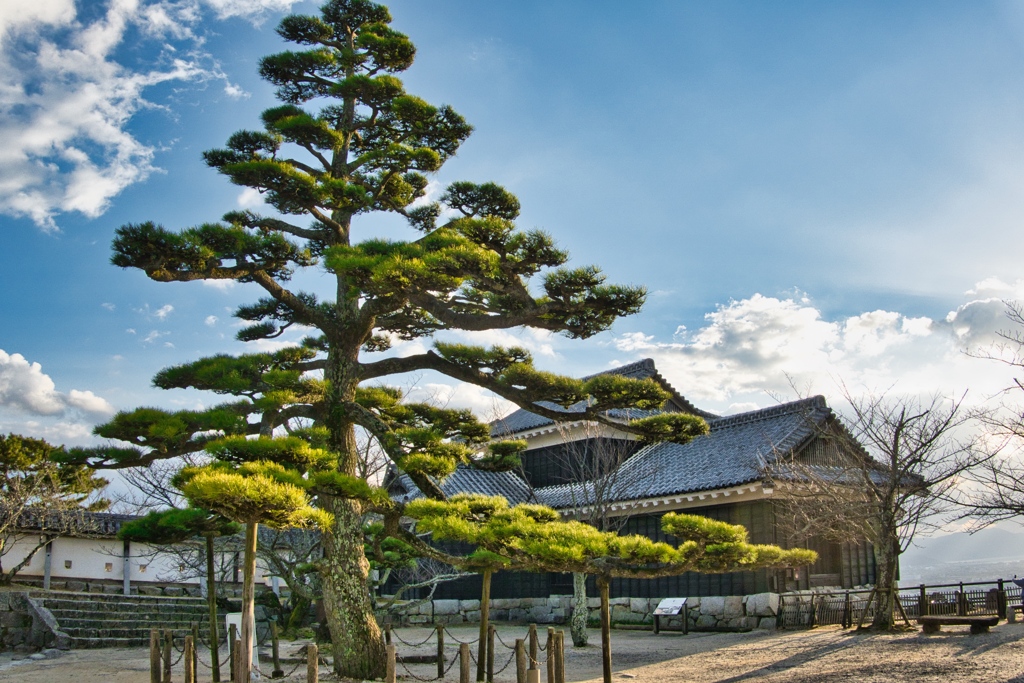 松山城 天空の松