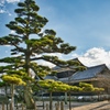 松山城 天空の松