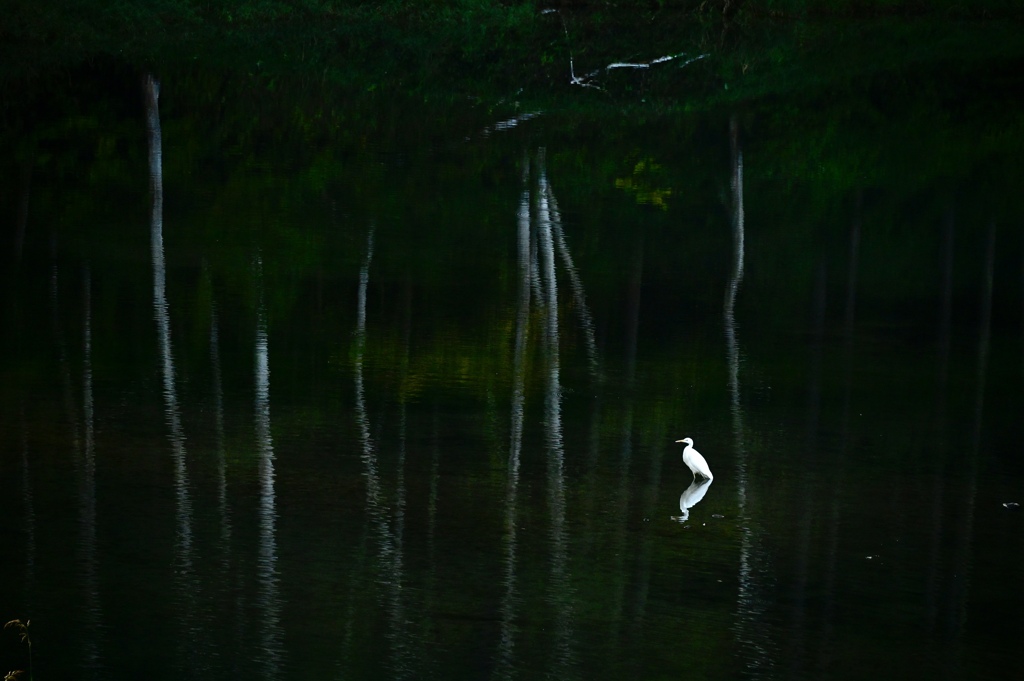 立岩湖　白鷺