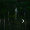 立岩湖　白鷺