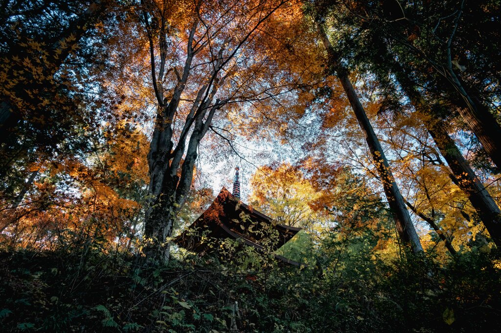 貞祥寺　紅葉