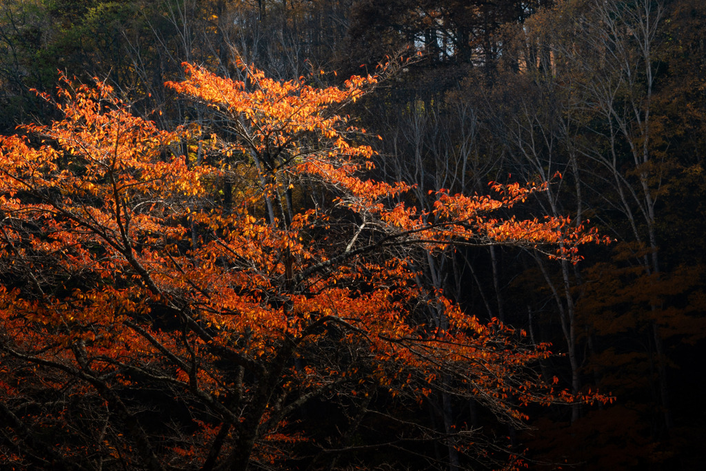 女心と桜色