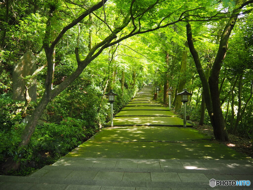 深緑の参道