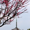 紅梅と塔