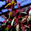 紅い新芽