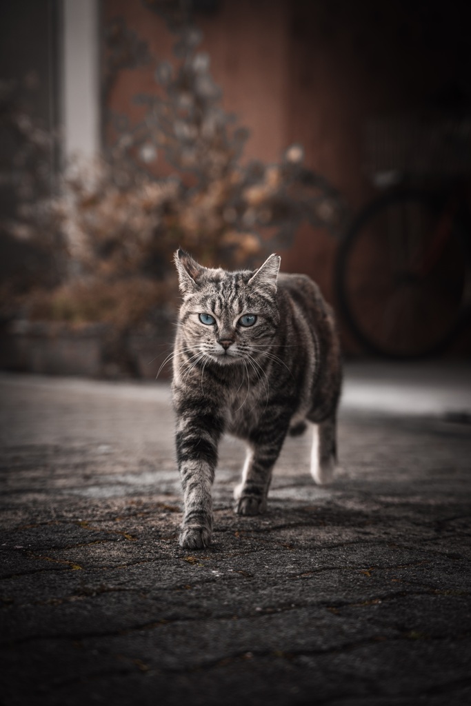 大阪cat