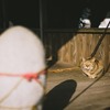 今日は眩しい日だ