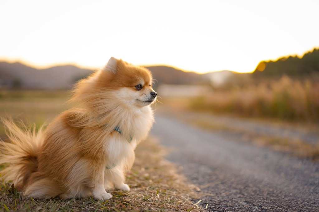愛犬