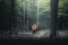 森に熊