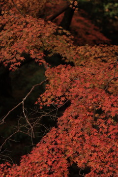 鰐淵寺　川のもみじ