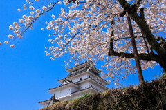 鶴ヶ城の春２