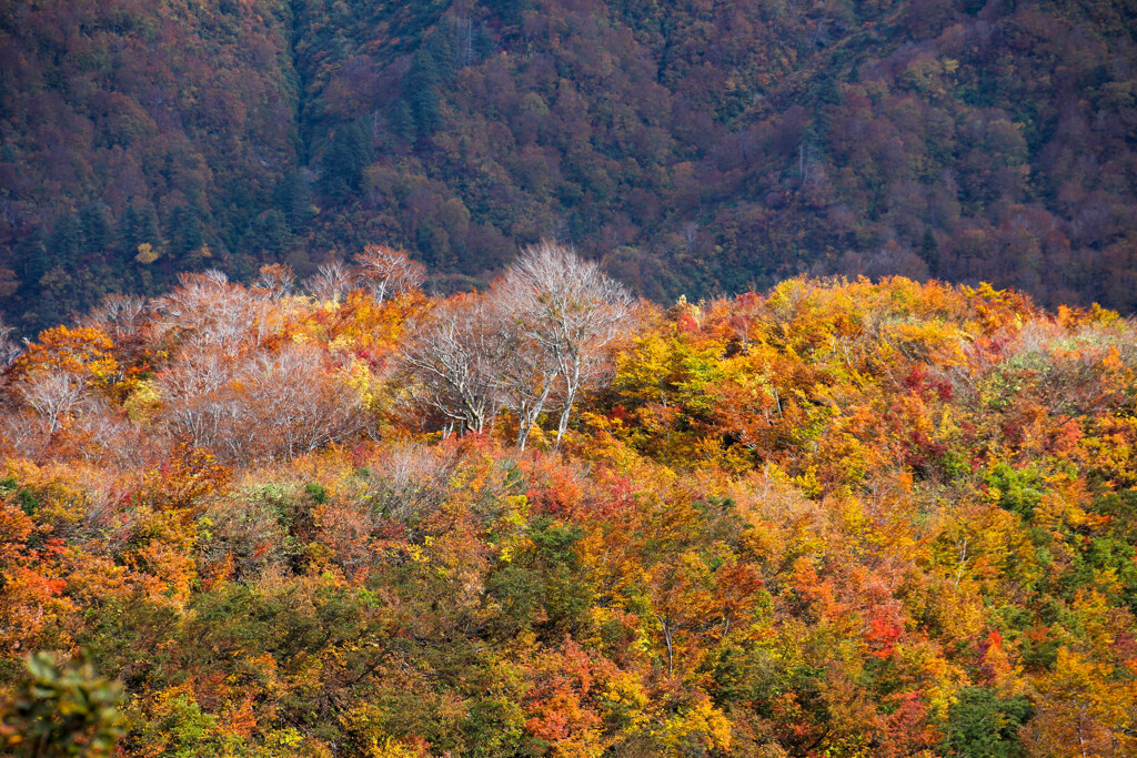 枝折峠（２）